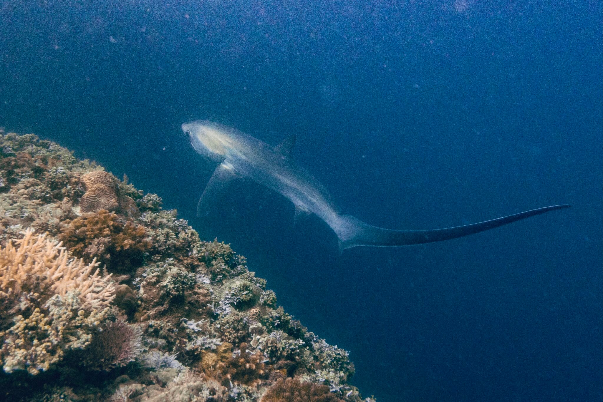 Consejos Para Un Buceo Seguro Evita Riesgos Trotandomundos