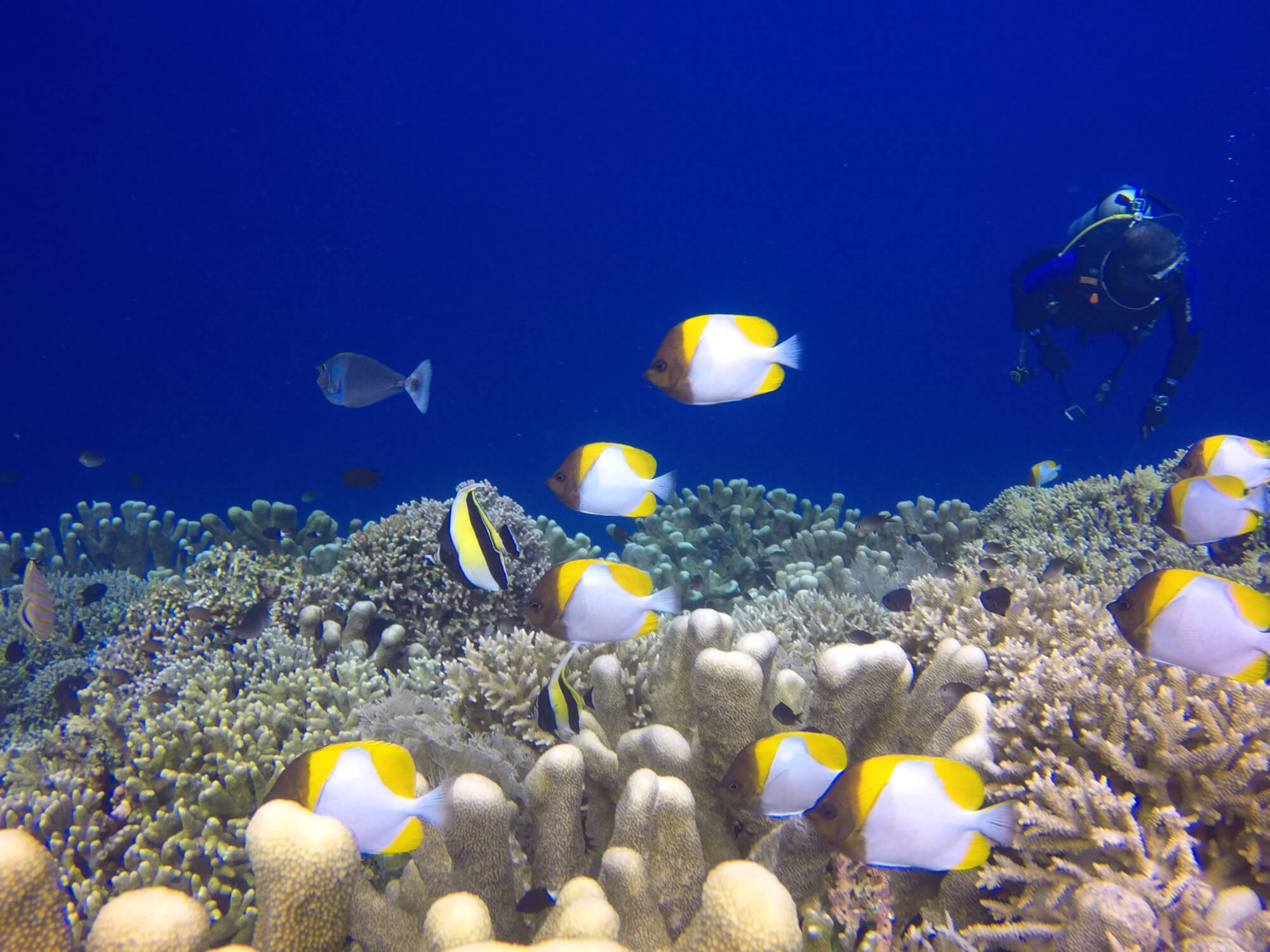 Buceo Bunaken: consejos, inmersiones, alojamiento y ecosistemas -  TrotandoMundos, image size:2000x1500
