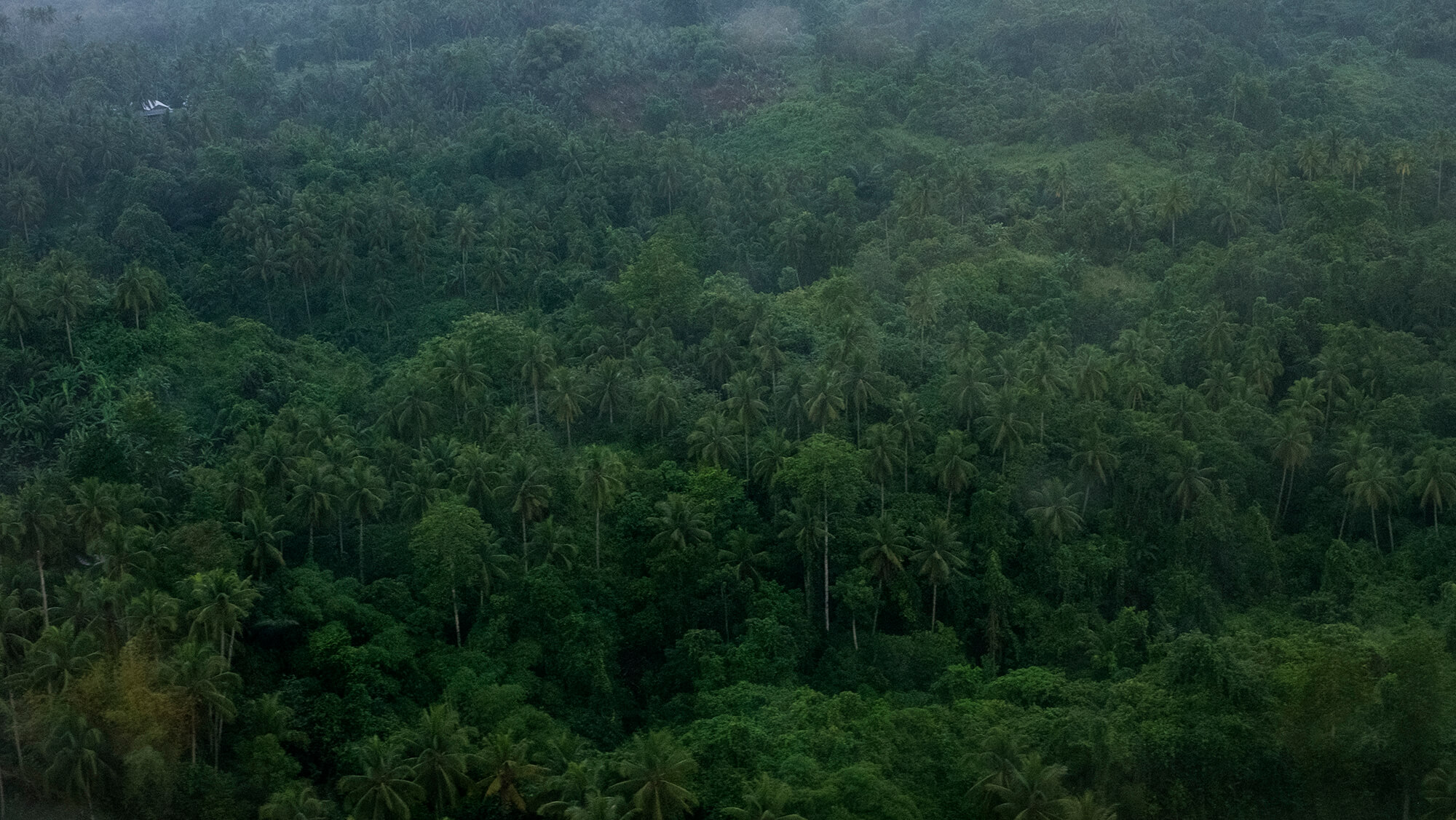 Selva frondosa sobrevolando Papúa a vista de pájaro