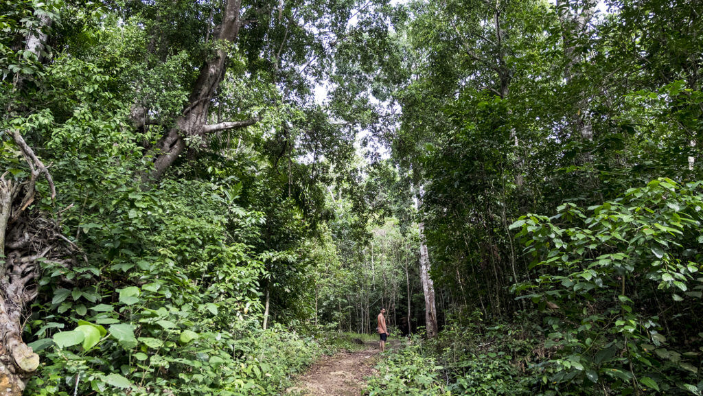 Bosques selváticos en Raja Ampat en Papúa, parte Indonesia