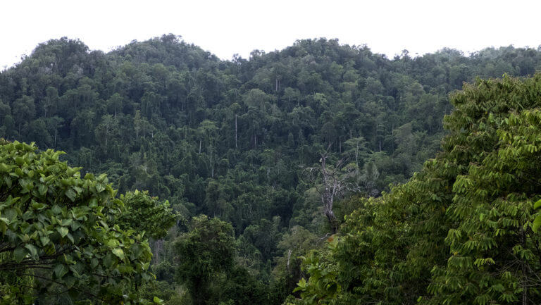 Selva virgen en la isla de Papúa en Indonesia