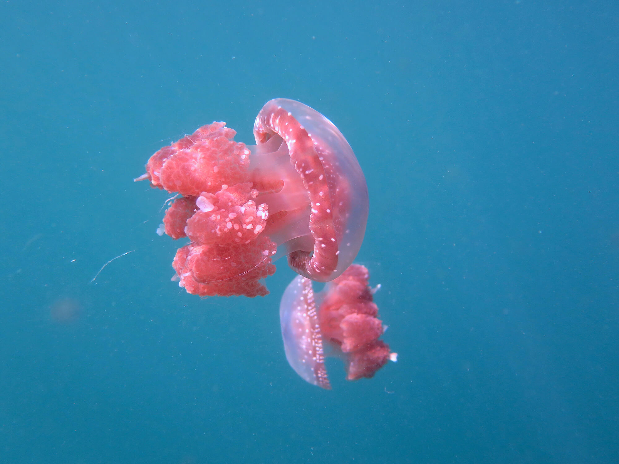 Nadar entre medusas en las islas Togean