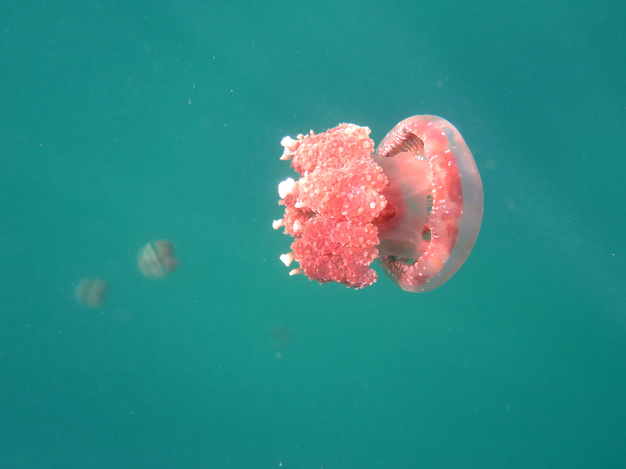 Nadar entre medusas en las islas Togean