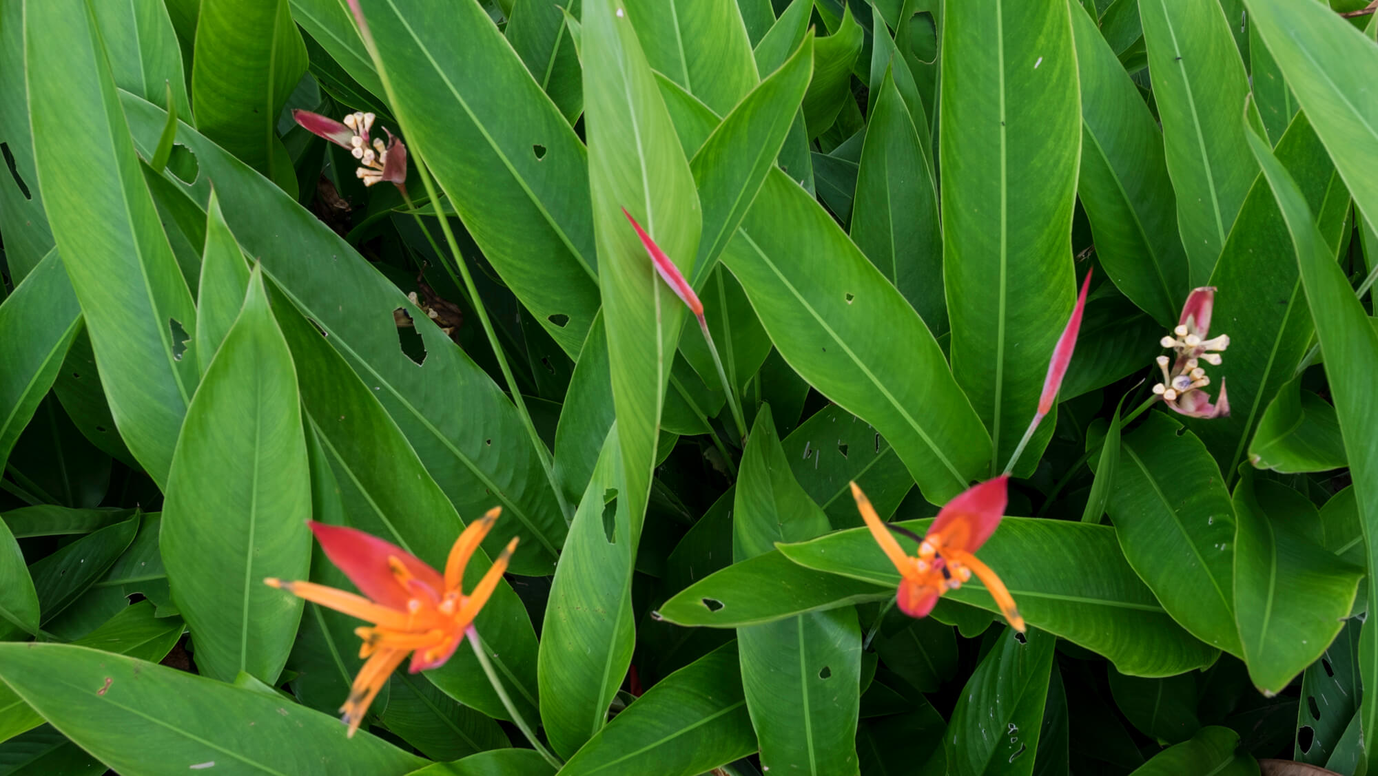 Flores