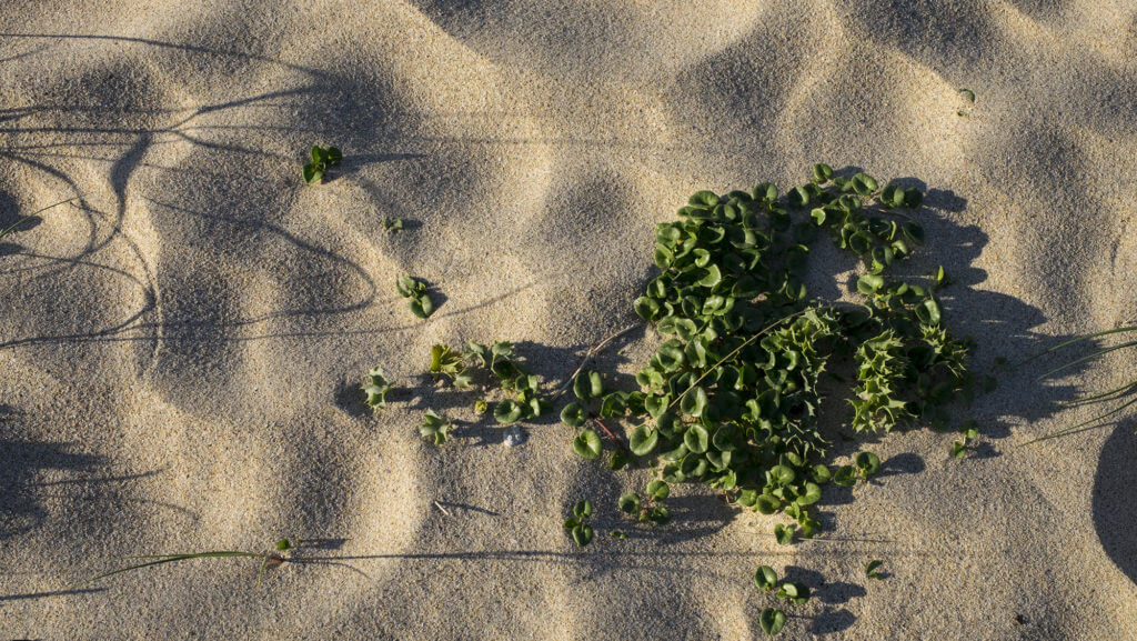 Flora en la arena de las playas de Galicia