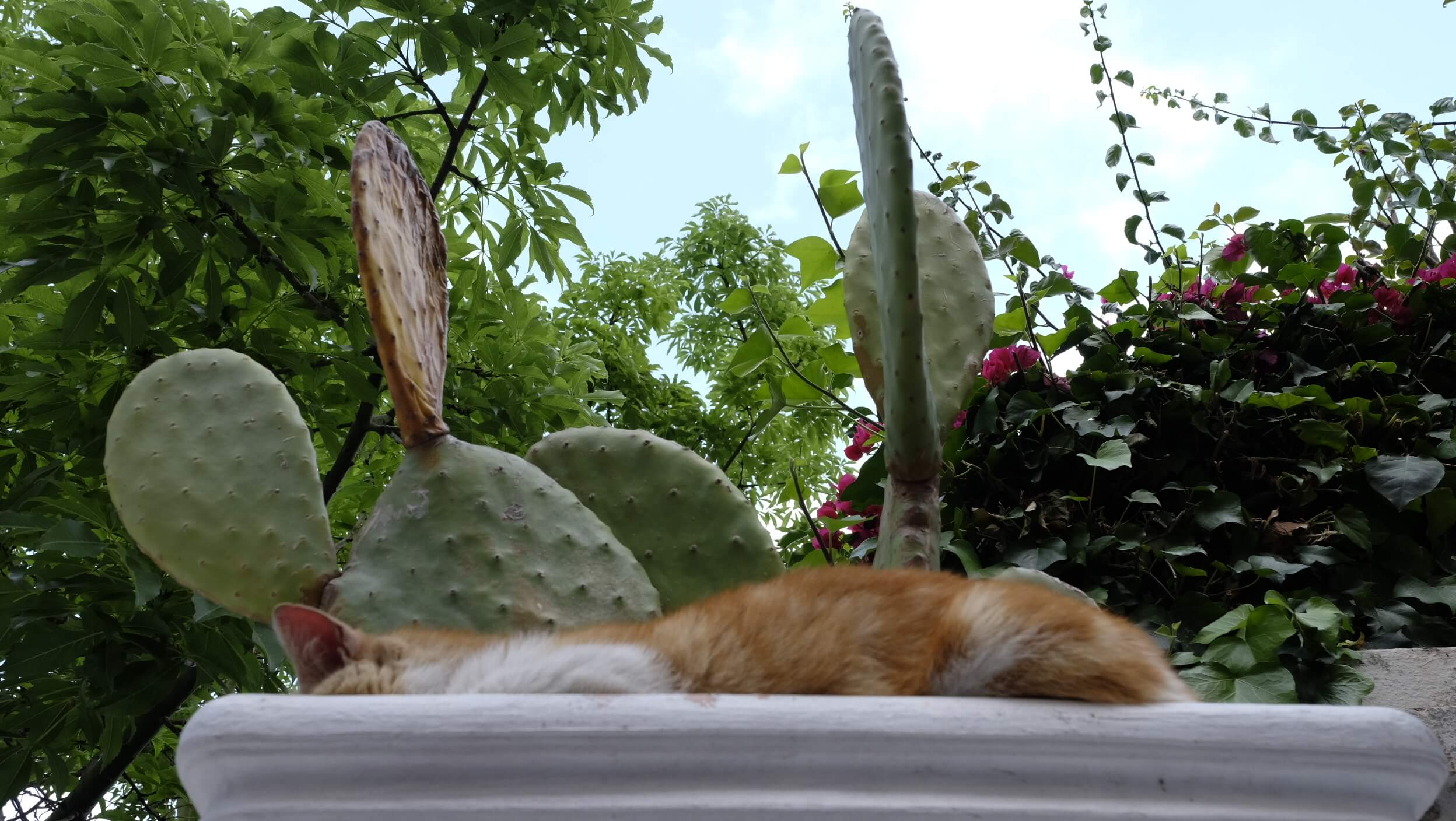 Gato descansa en la isla de Salina. Islas Eolias en Italia
