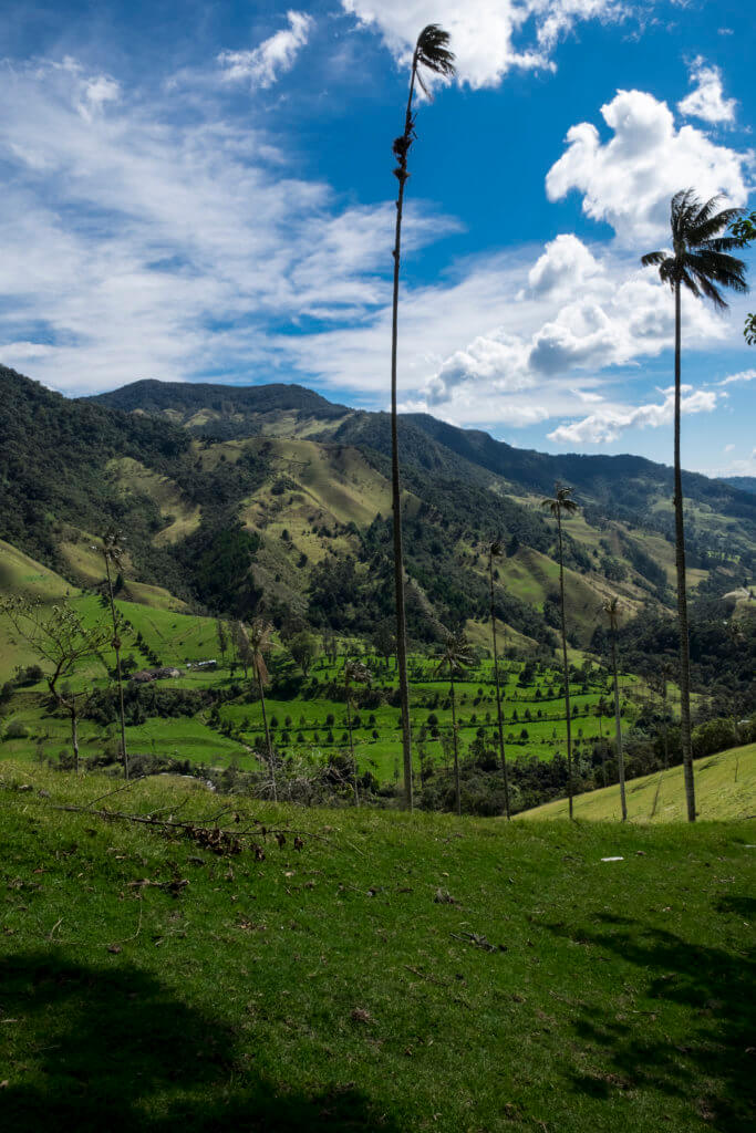 colombia. valle del cocora
