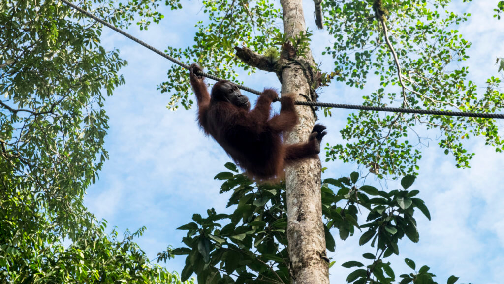Orangutanes en Borneo. Malasia